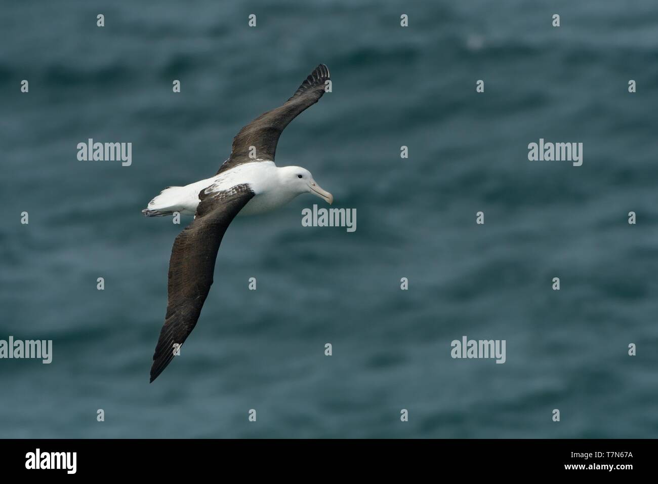 Diomedea sanfordi - Northern Royal Albatros volare al di sopra del mare in Nuova Zelanda vicino alla penisola di Otago, Isola del Sud Foto Stock
