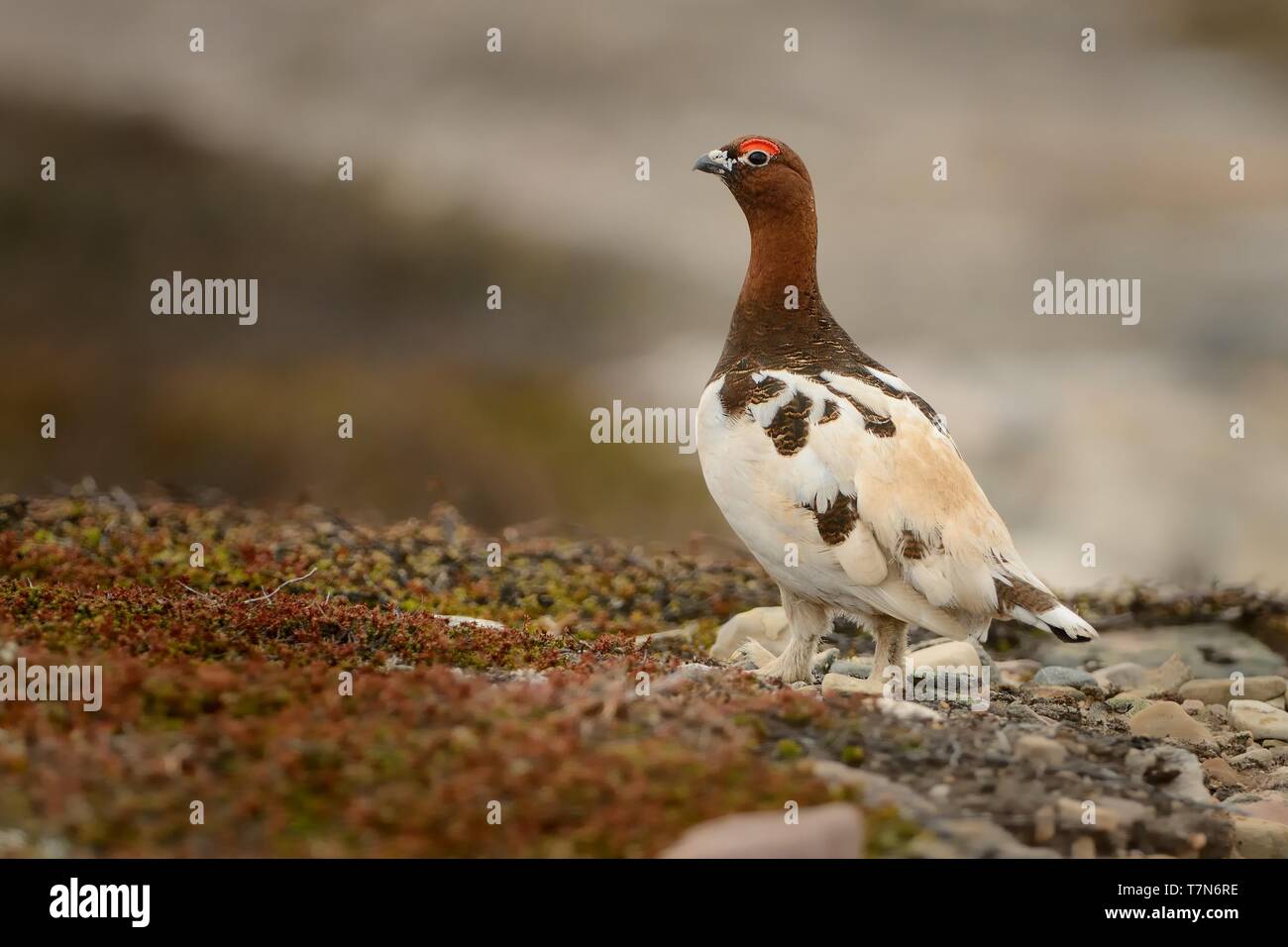 Willow Ptarmigan nella tundra norvegese. Foto Stock