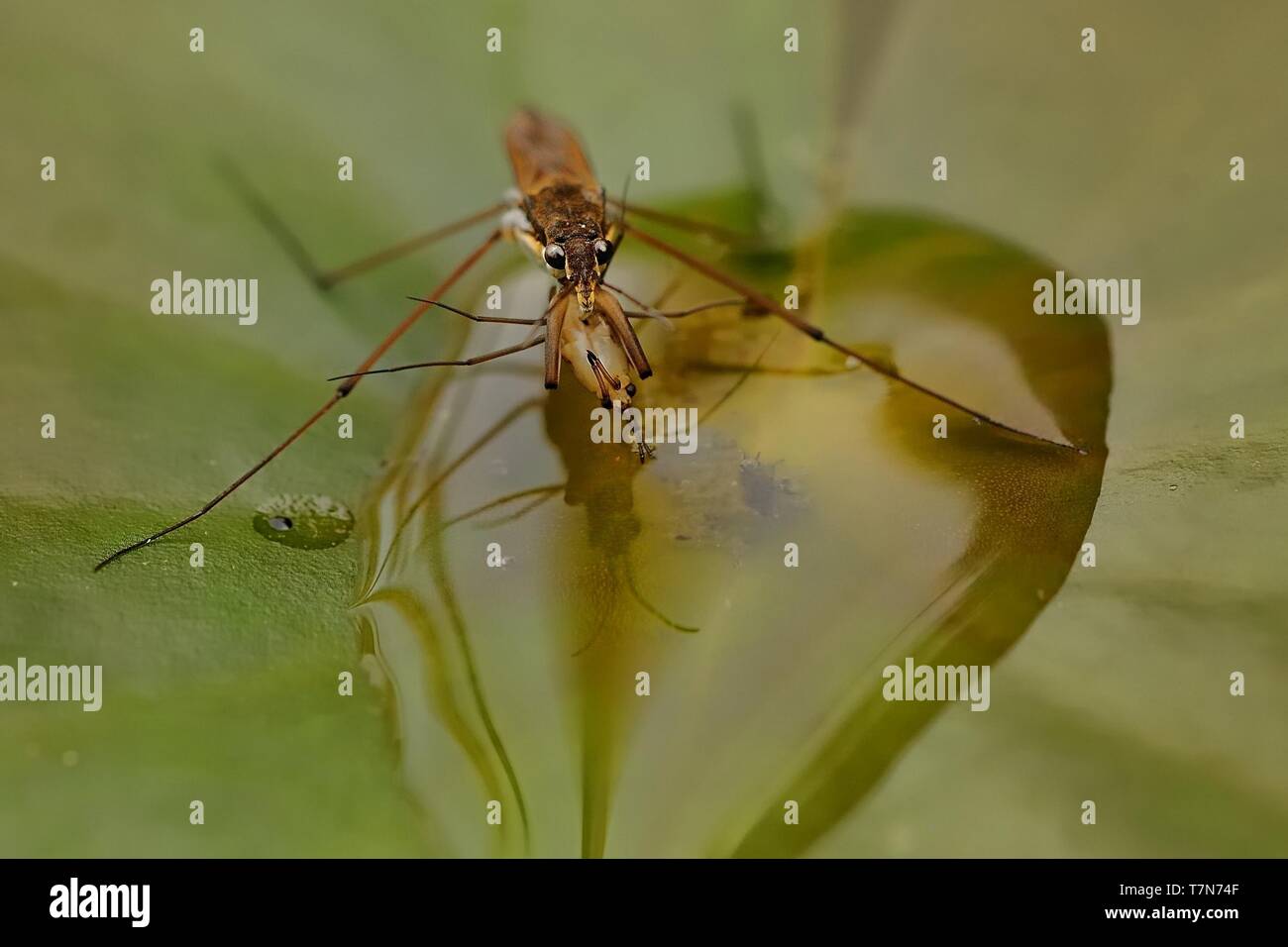 Un comune pond skater (Gerris lacustris) mangiando il piccolo uno skater. Acqua comune strider permanente sulla foglia di ninfea. Foto Stock