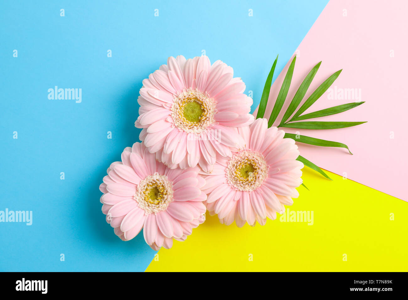 Belle le gerbere su tre toni sfondo, spazio per il testo Foto Stock
