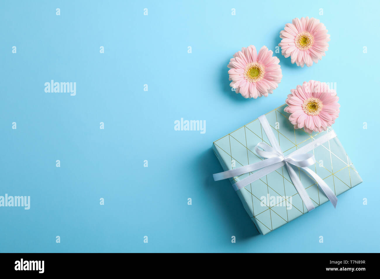 Le gerbere con presente sul colore di sfondo, spazio per il testo Foto Stock