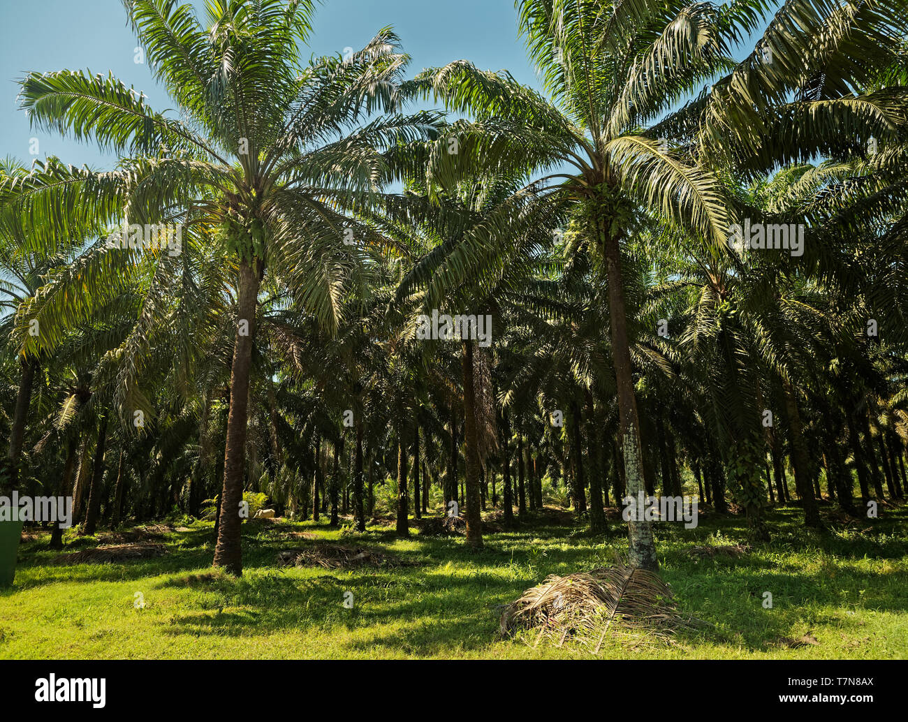 Olio di palma. La American oil palm Elacis oleifera (dal latino oleifer, il significato di "per la produzione di petrolio') è nativo di tropical America Centrale e America del Sud, è usato Foto Stock