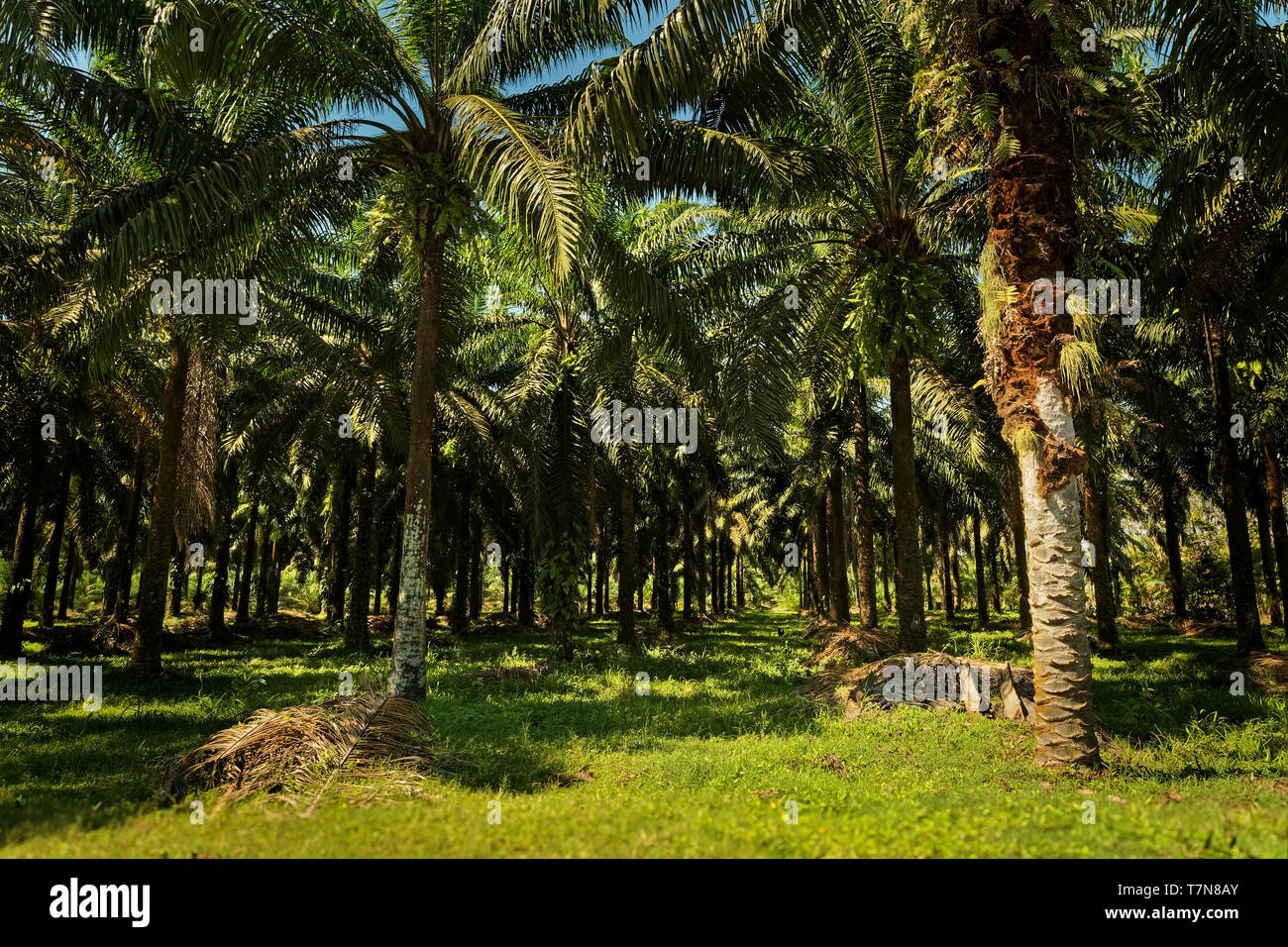 Olio di palma. La American oil palm Elacis oleifera (dal latino oleifer, il significato di "per la produzione di petrolio') è nativo di tropical America Centrale e America del Sud, è usato Foto Stock