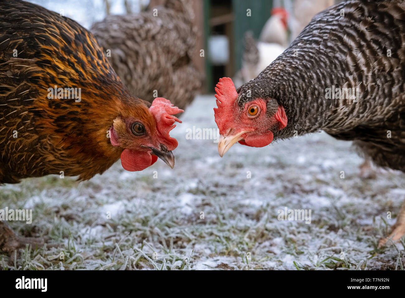 Pollo domestico. Due free-ranging galline bill-a-bill. Germania Foto Stock
