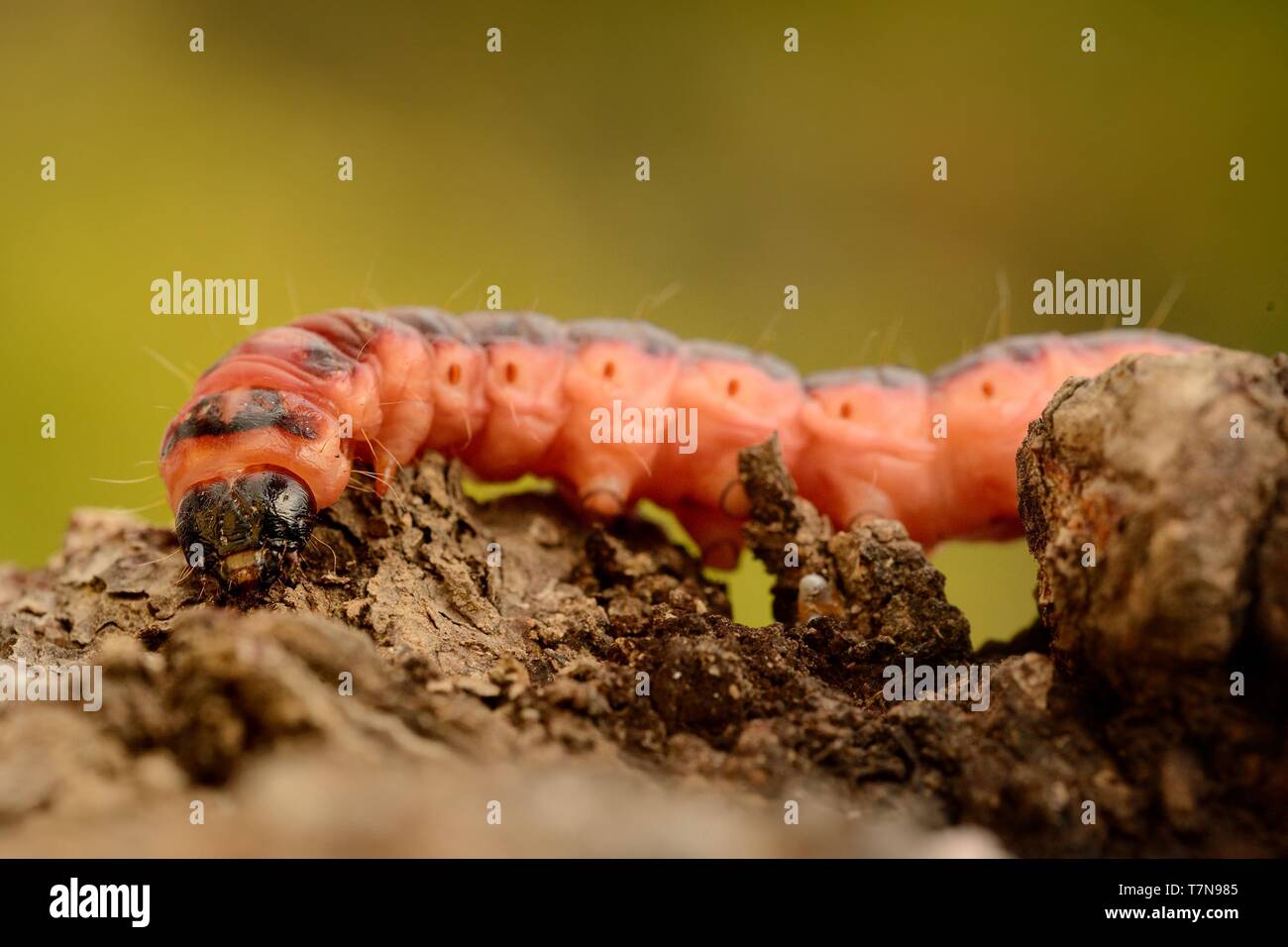 Cossus cossus - di capra falena sul ramo Foto Stock