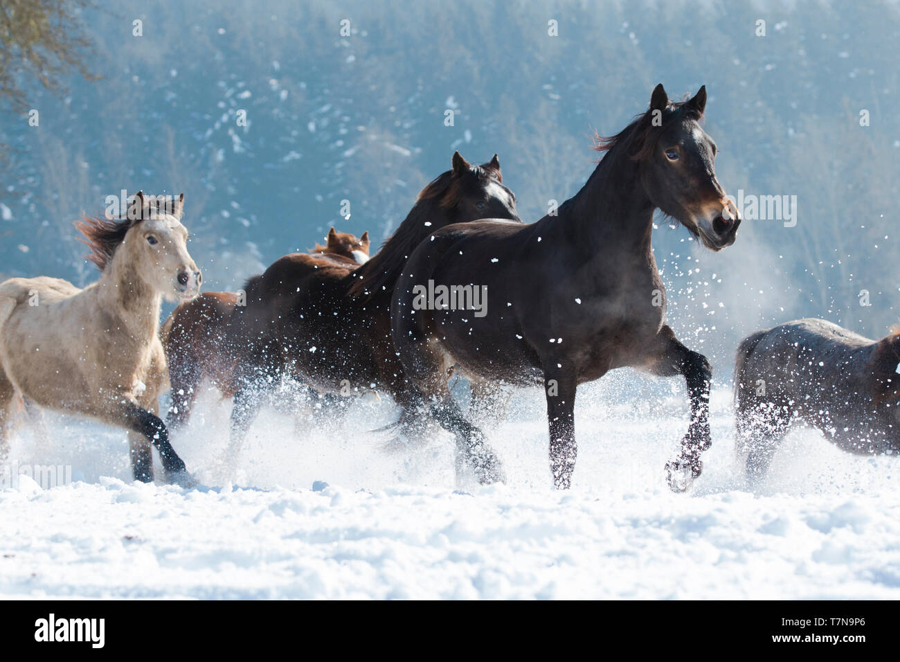 Pony Welsh. Allevamento di trotto e al galoppo in neve. Austria Foto Stock
