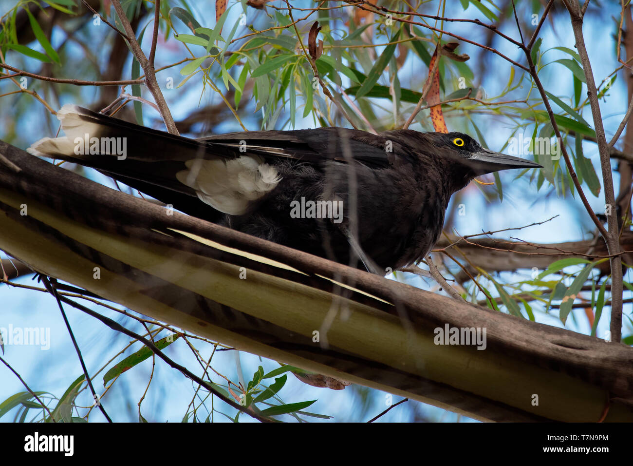 Grigio - Currawong Strepera versicolor è un grande uccello passerine nativo di Australia meridionale, tra cui la Tasmania. Foto Stock