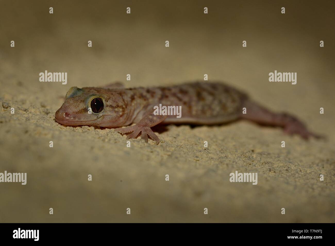 Mediterranean house gecko (Hemidactylus turcicus) nella parete di notte in Croazia. Foto Stock
