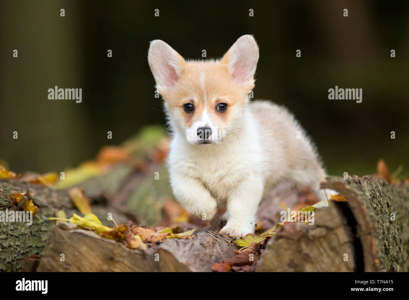 Pembroke Welsh Corgi. Cucciolo su un tronco d'albero, tenendo una zampa in alto. Paesi Bassi Foto Stock
