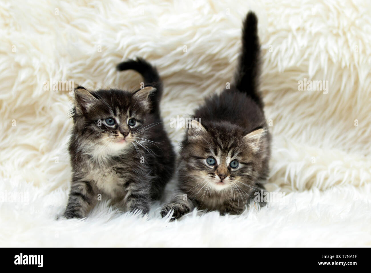 Gatto Siberiano. Due gattini sulla bianca coltre di peluche. Germania Foto Stock