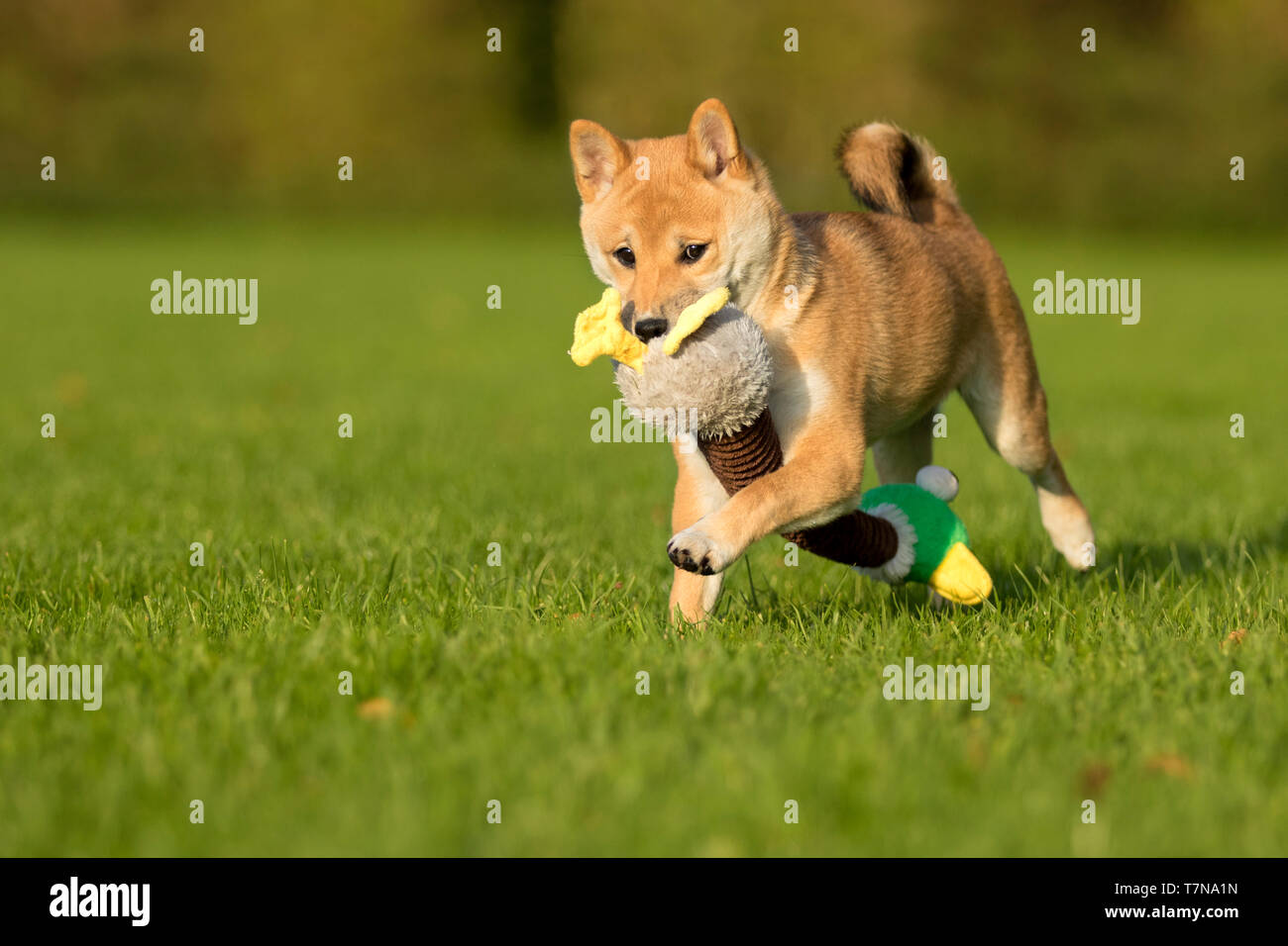 Shiba Inu. Cucciolo giocattolo portante, in esecuzione su un prato. Paesi Bassi Foto Stock