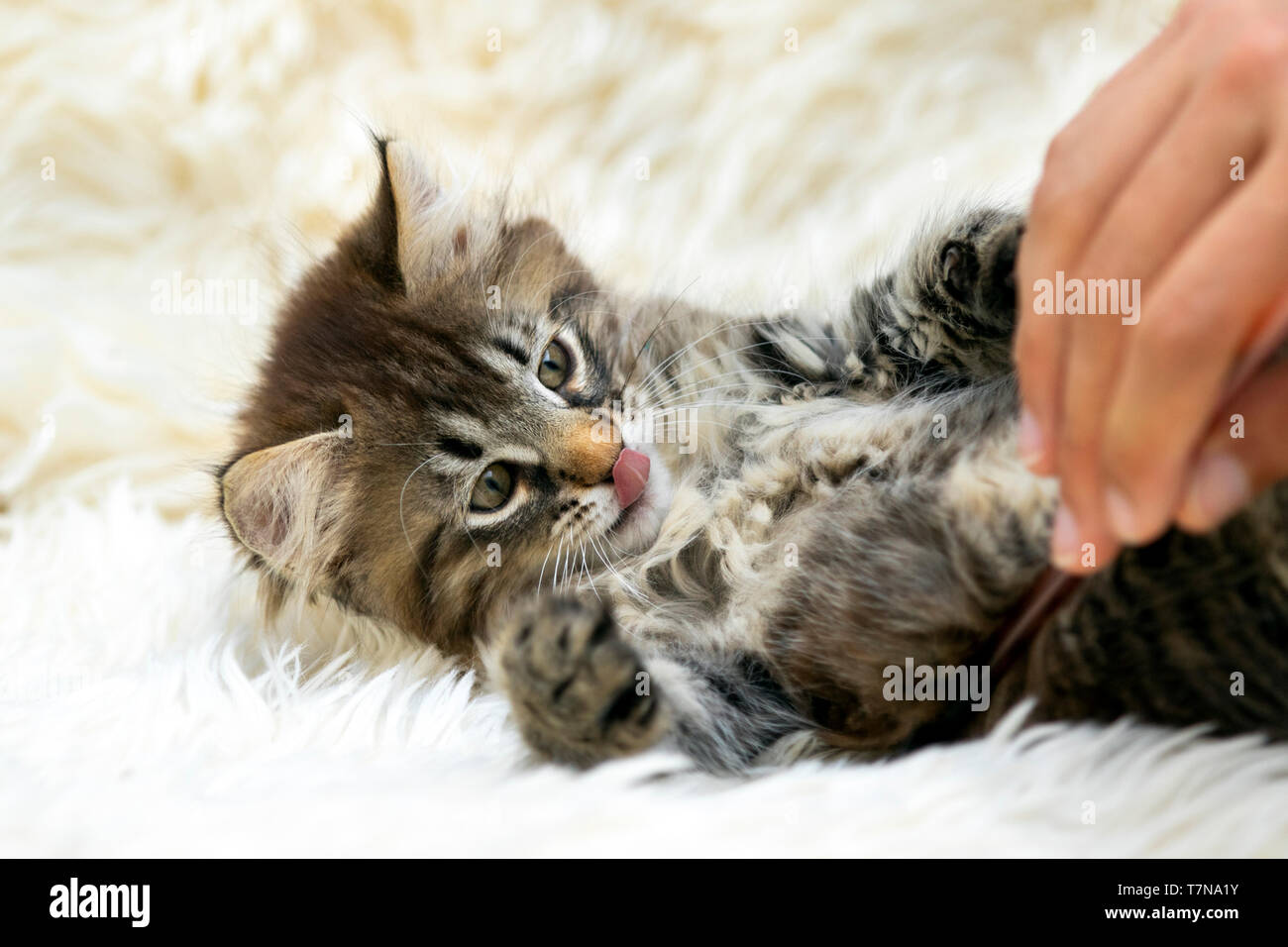 Gatto Siberiano. Gattino sulla bianca coltre di peluche, giocando con una persona. Germania Foto Stock