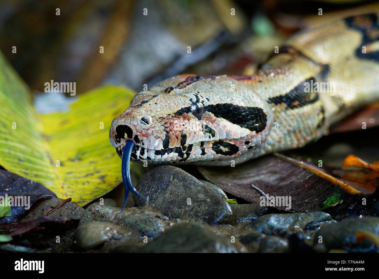 Boa Constrictor - chiamato red-tailed boa o il comune boa, è una specie di grande, non velenosa, pesante corposo serpente che è frequentemente mantenuta e br Foto Stock