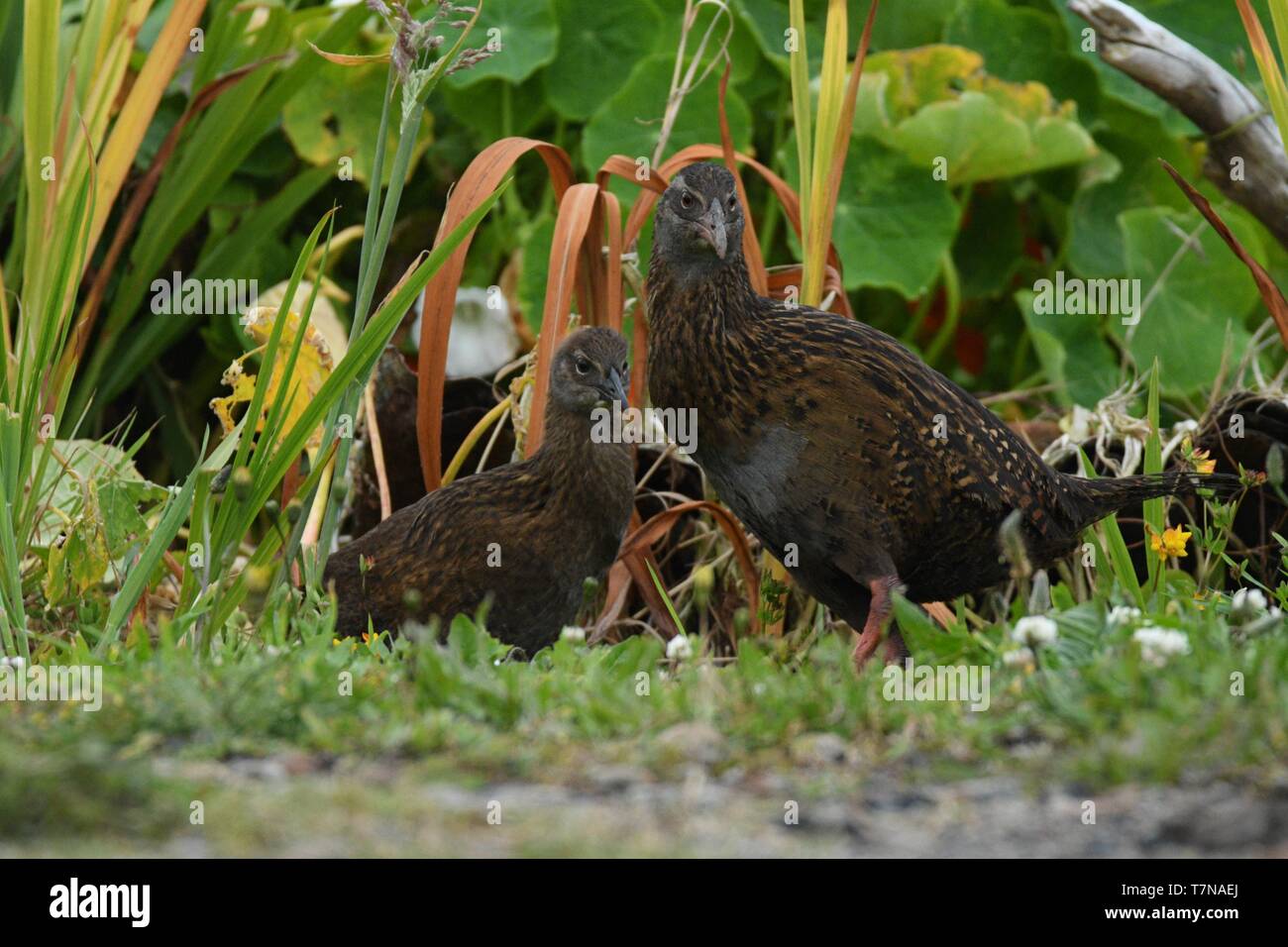 Gallirallus australis - Weka con adulti giovani uccello in Nuova Zelanda Isola del Sud. Foto Stock