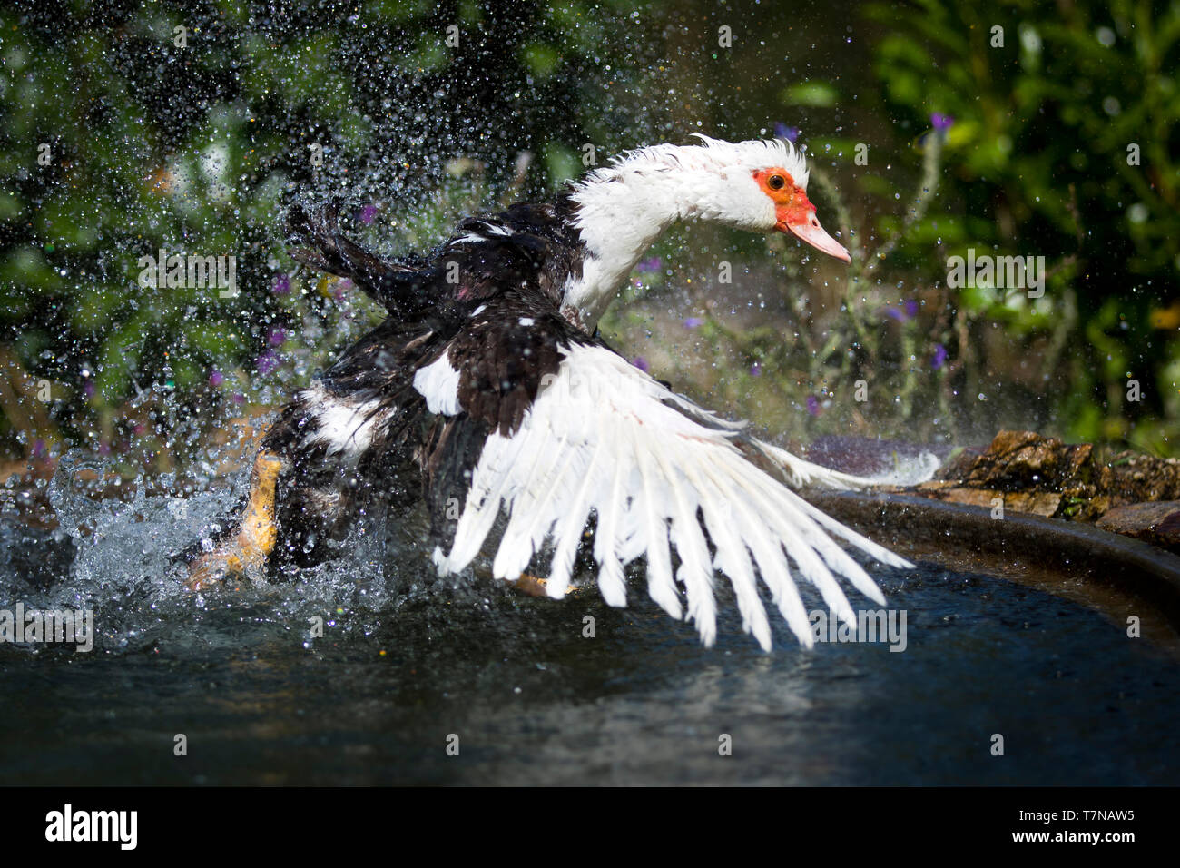 Anatra muta, anatra di Barberia (Cairina moschata domestica). Adulto battenti fuori di una piscina. Portogallo Foto Stock