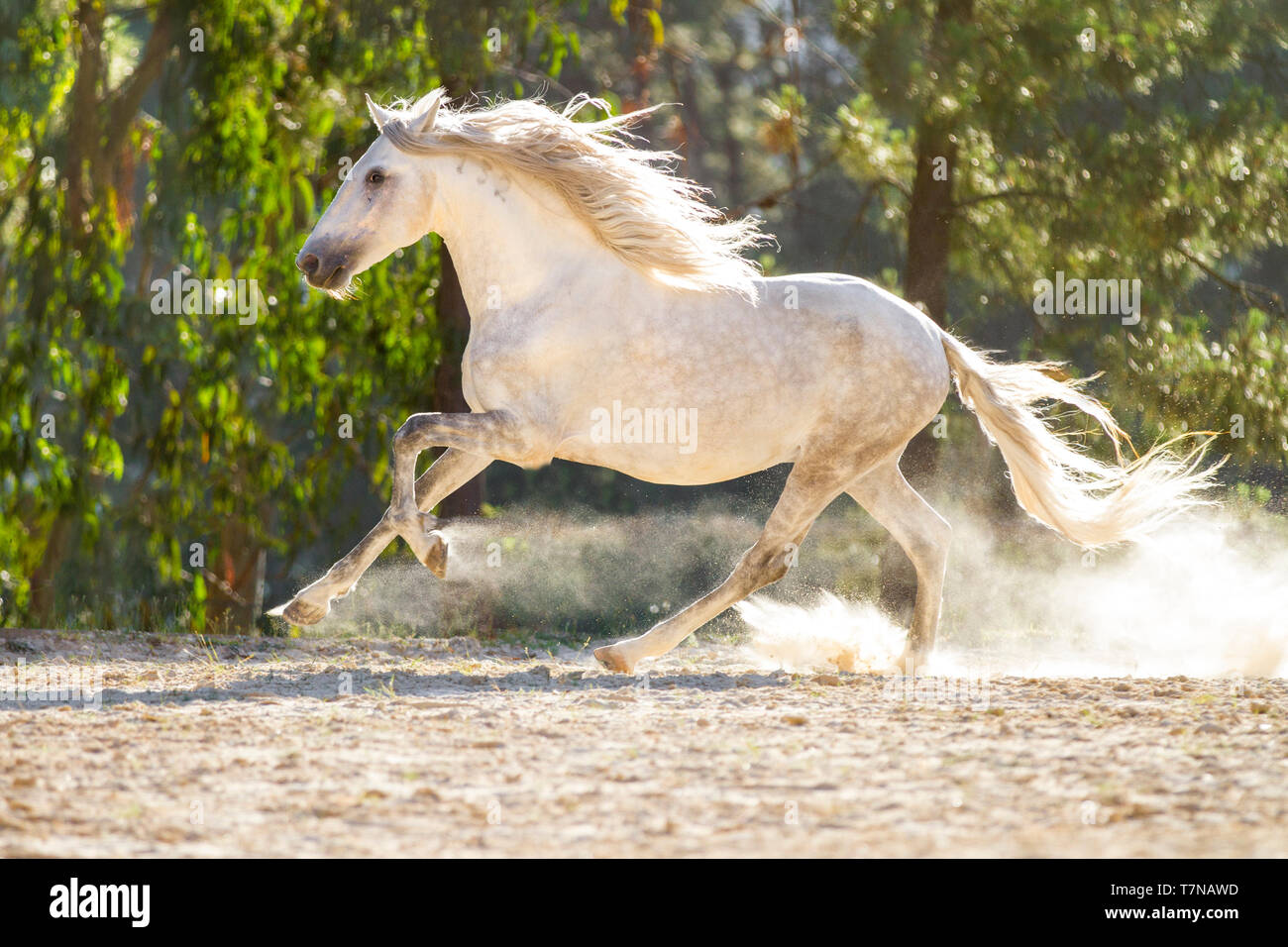 Lusitano. Colline punteggiano grigio a cavallo adulto galopping in un paddock. Portogallo Foto Stock