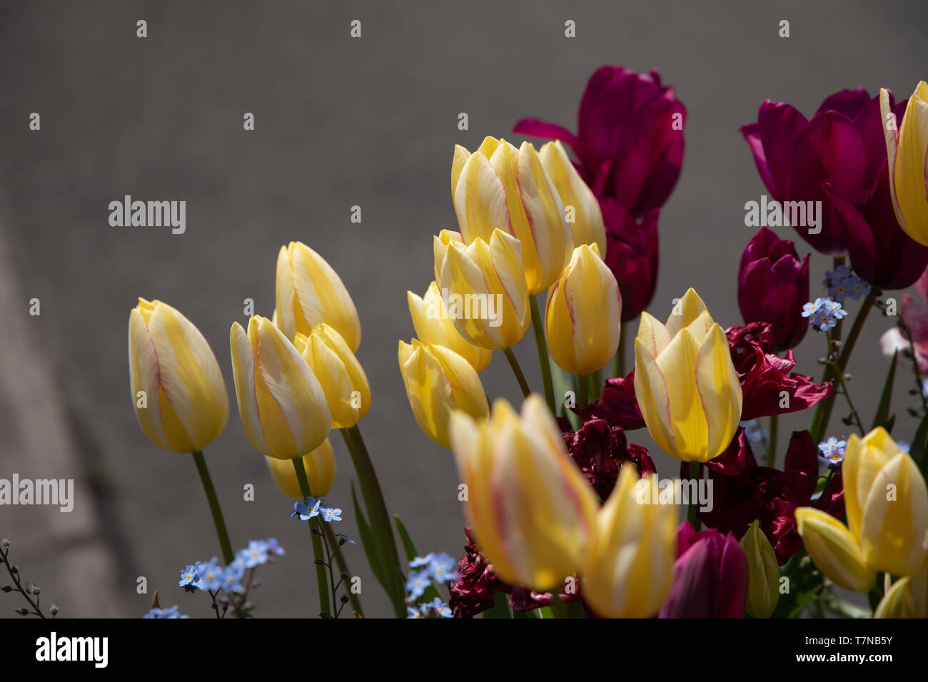 Yello0w, bianco e rosso i tulipani Foto Stock