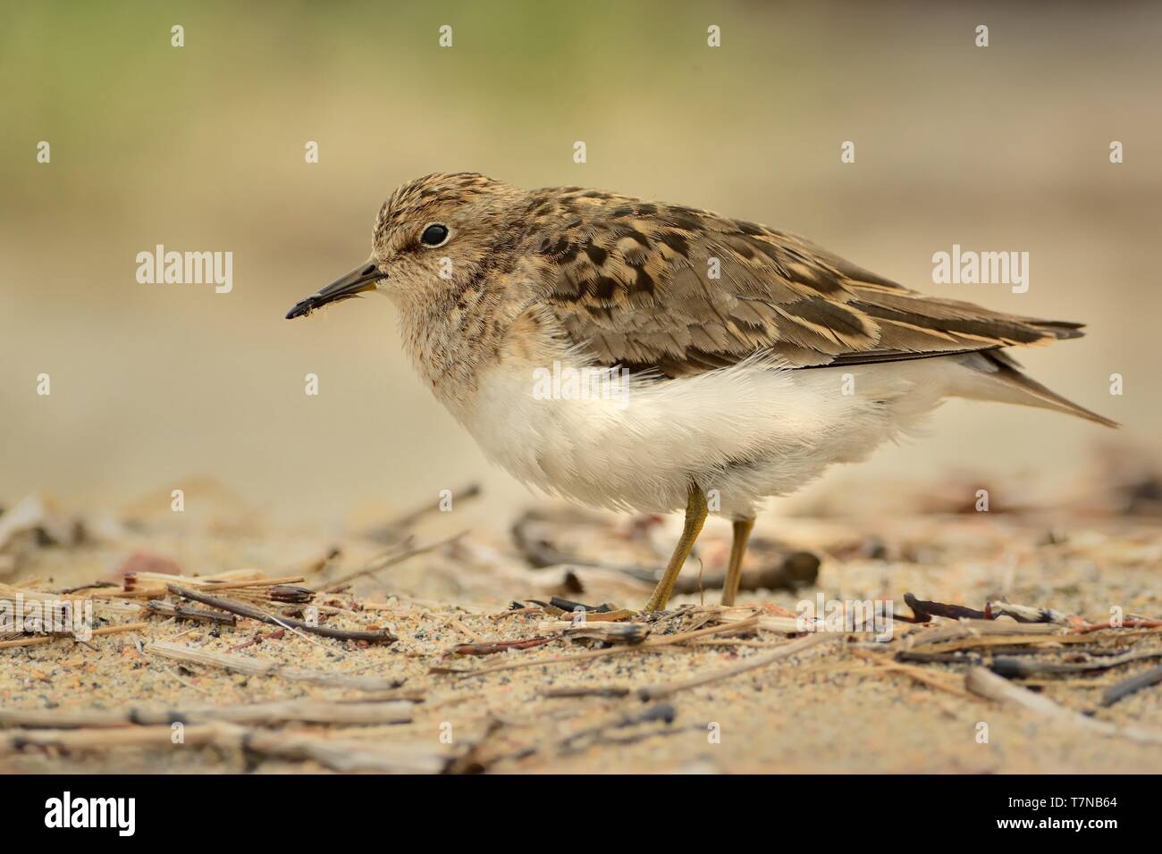 Di Temminck stint (Calidris temminckii) sulla spiaggia Foto Stock