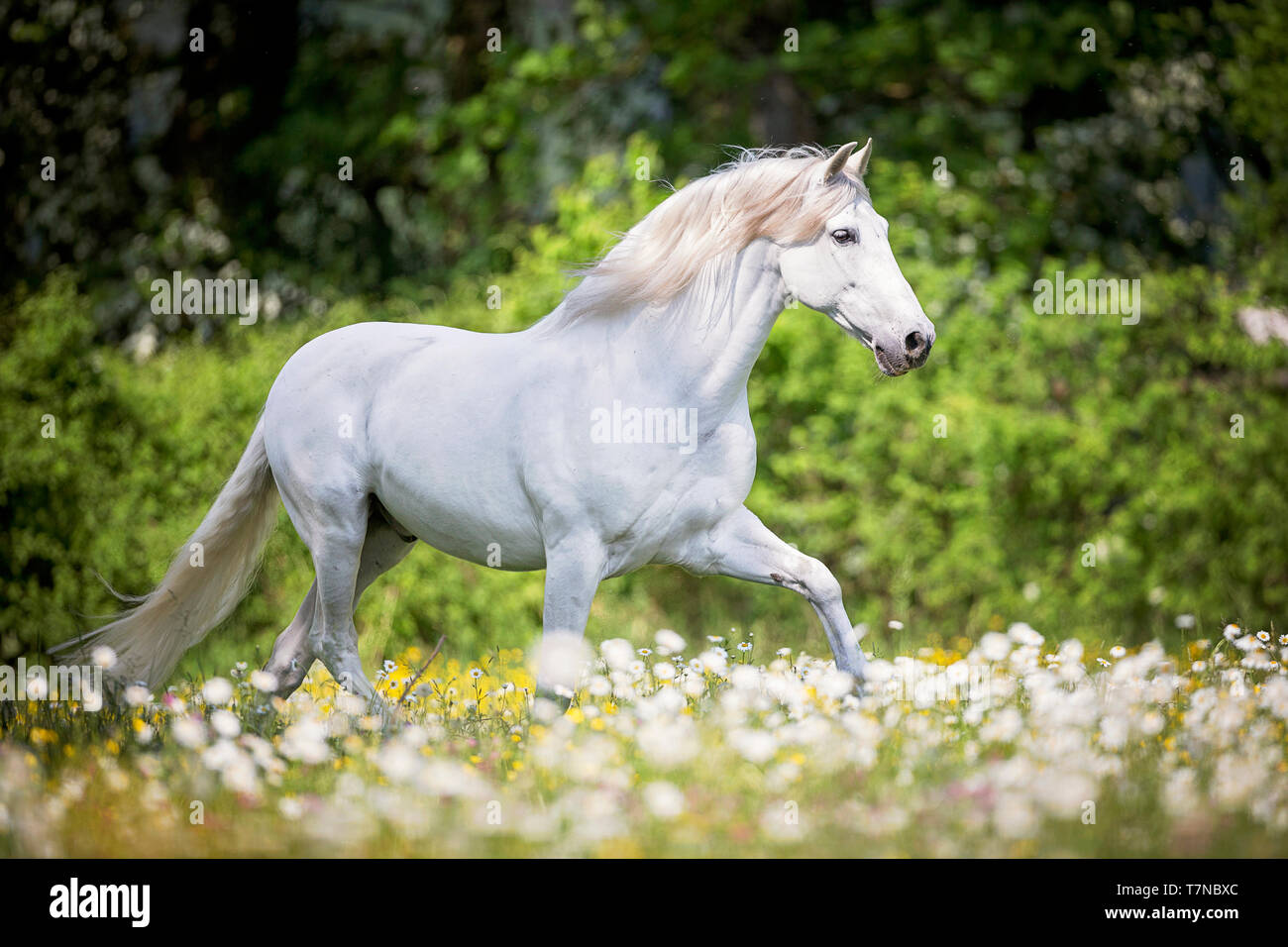 Puro Cavallo Spagnolo, PRE, Cartusian cavalli andalusi. Grigio stallone trotto su un pascolo. Svizzera Foto Stock