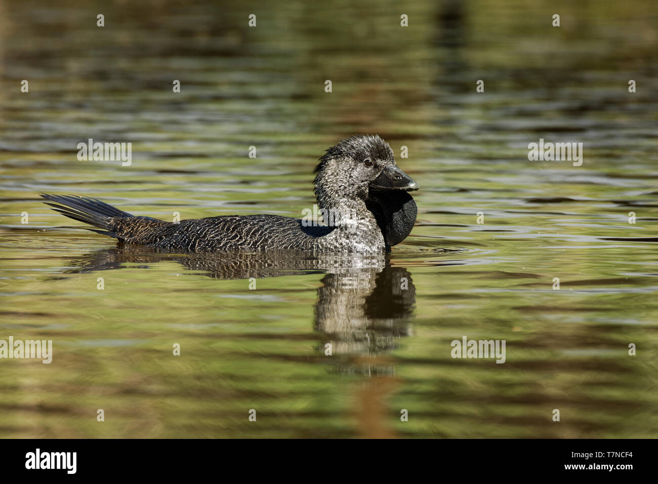 Musk duck - Biziura lobata, altamente acquatica, duro-tailed duck nativa per l'Australia meridionale. Esso è il solo organo vivente del genere Biziura. Foto Stock