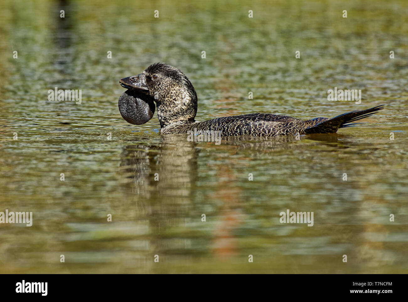 Musk duck - Biziura lobata, altamente acquatica, duro-tailed duck nativa per l'Australia meridionale. Esso è il solo organo vivente del genere Biziura. Foto Stock