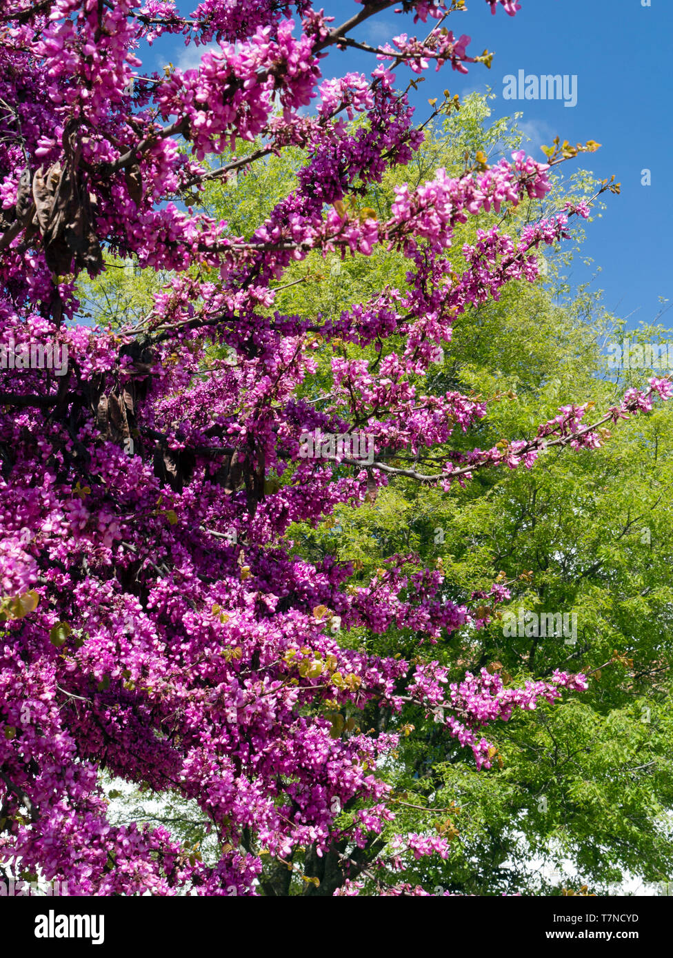 Alberi in fiore a la Peña de Arias Montano, Alajar, Sierra de Aracena, Heulva, Spagna Foto Stock