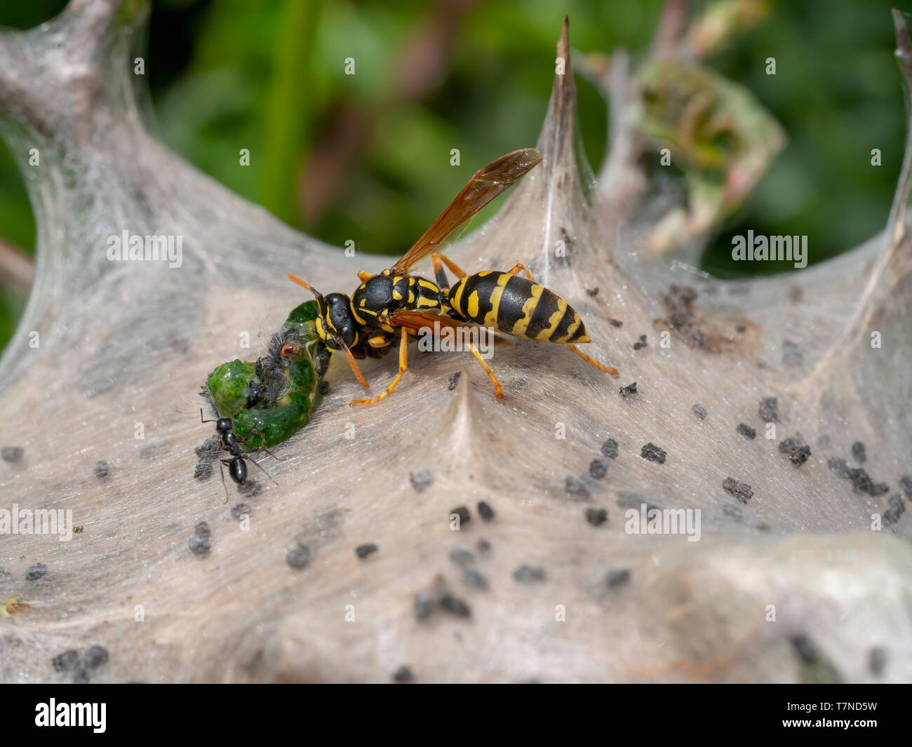 Tenda nido caterpillar aka Lackey moth bruchi, Malacosoma neustria, attaccato da carta wasp,Polistes dominula. La predazione di insetti. Dettaglio della macro. Foto Stock