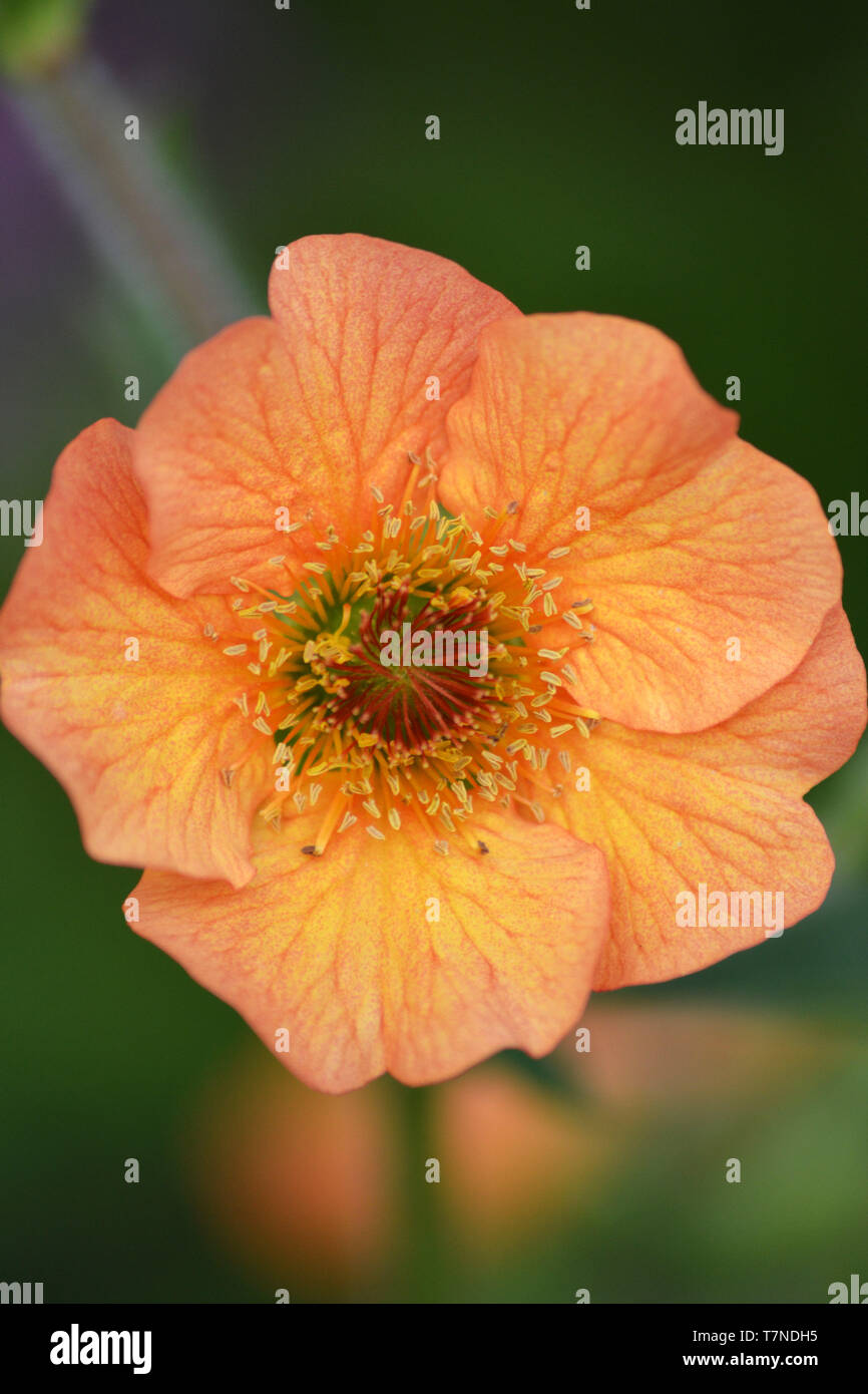 Fiore Geum {Geum urbanum} Foto Stock