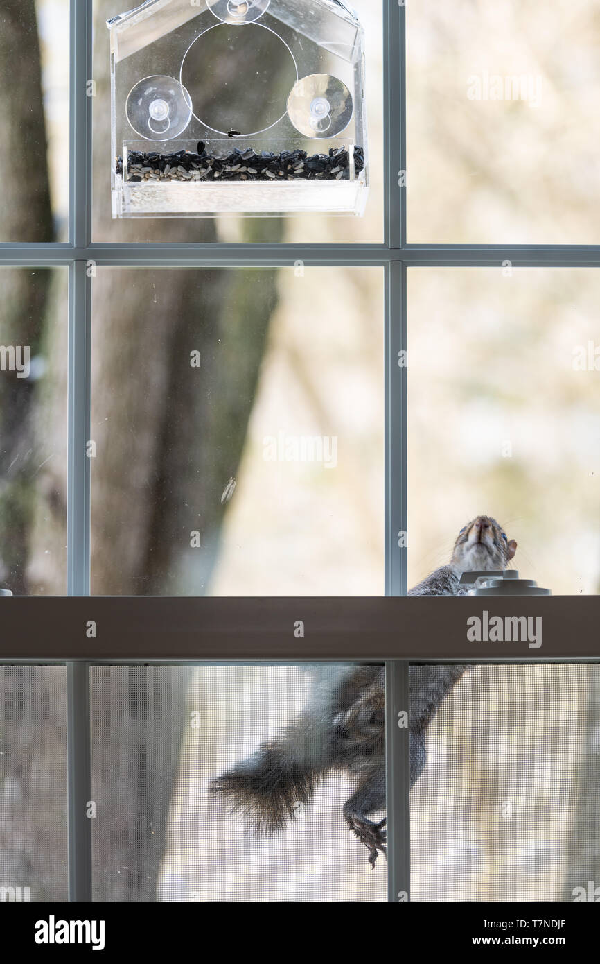 Uno scoiattolo affamato arrampicata su schermo di finestra mesh a vuoto bird feeder con semi di girasole in inverno freddo giorno di sole in Virginia Foto Stock