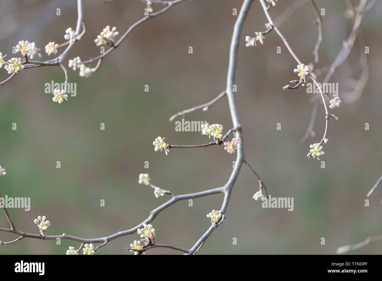 Primo piano della sakura cherry blossom tree gemme sui rami in primavera la fioritura fiori sfondo bokeh di fondo di alta vista angolare Foto Stock