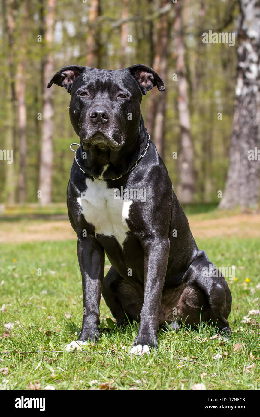 Black American Staffordshire Terrier cane maschio Foto Stock