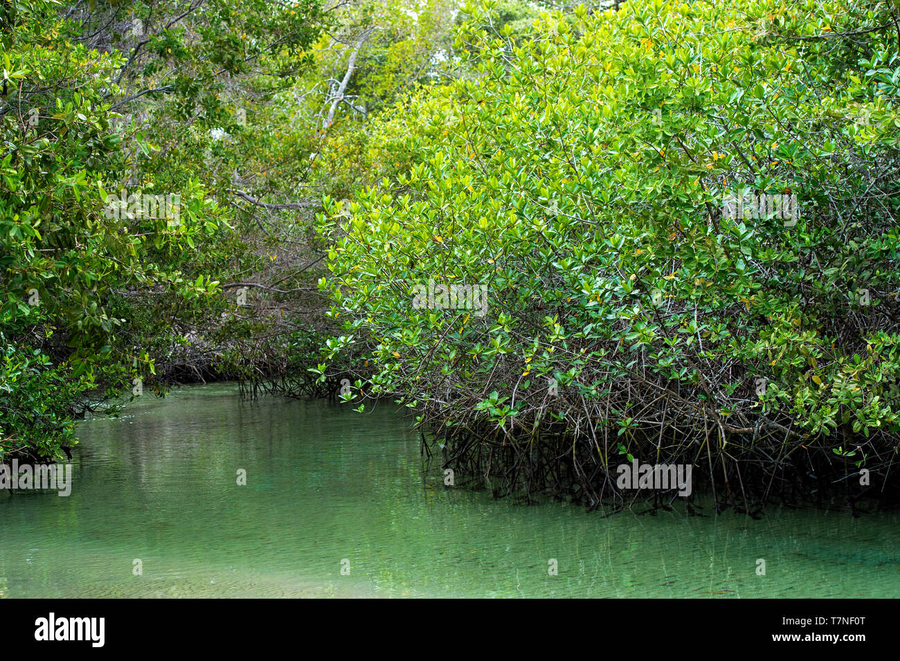 Mangrovia nera (germinans Avicennia), acanto (Famiglia Acanthaceae), Isabela Island, Isole Galapagos, Ecuador Foto Stock