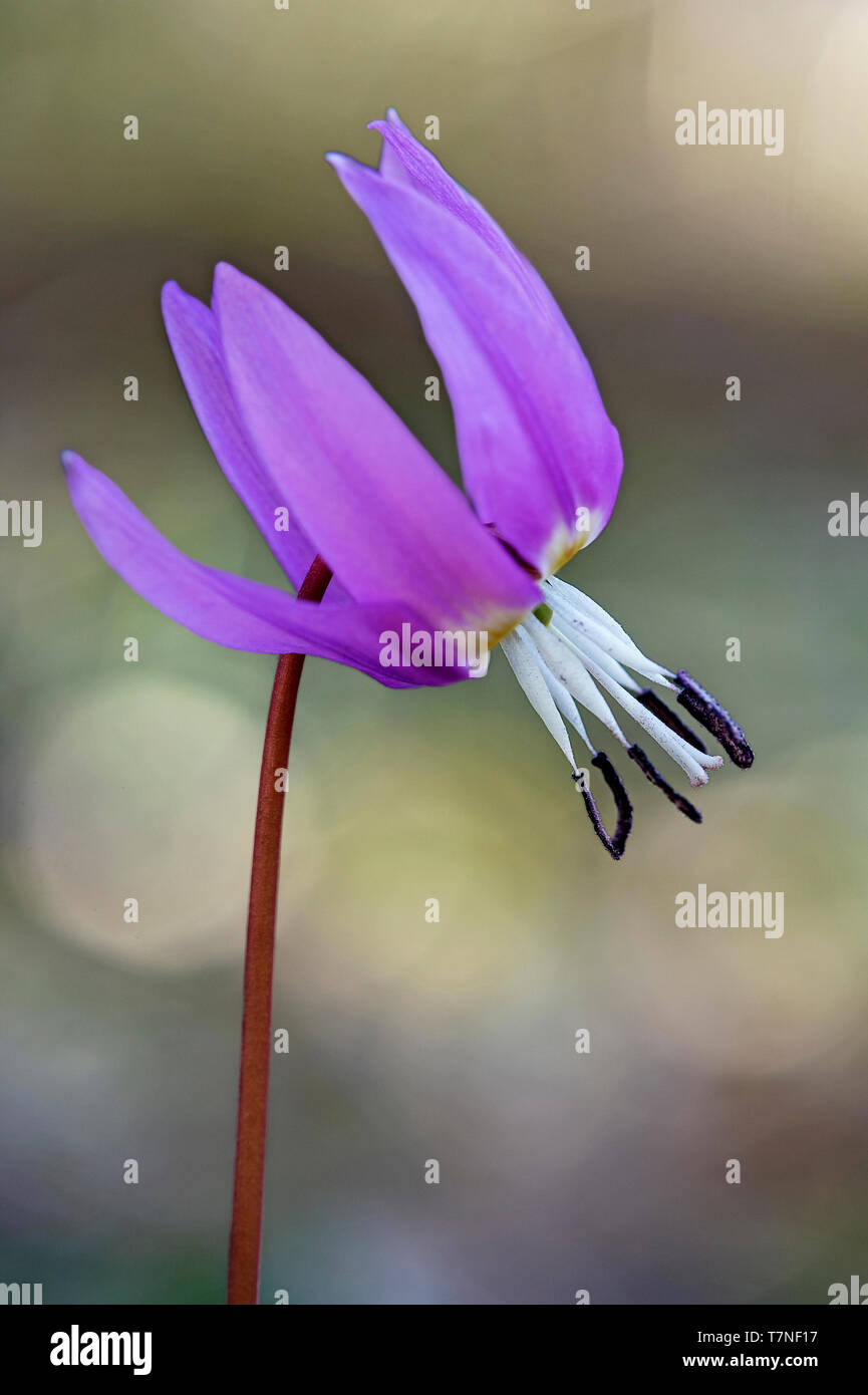 Dogtooth viola (Erythronium dens-canis), giglio (famiglia Liliaceae), pericoloso, il Cantone di Ginevra, Svizzera Foto Stock