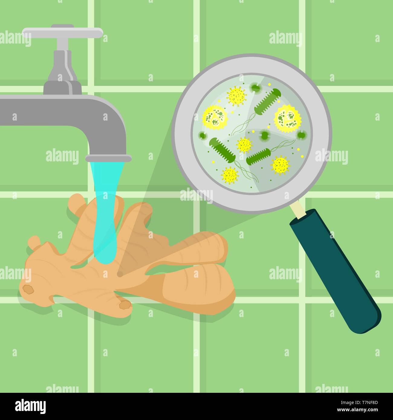 Contaminato di radice di zenzero ed essendo igienizzato, pulito e lavato in una cucina. Microrganismi, virus e batteri ingrandita di una lente di ingrandimento. Piastrella Illustrazione Vettoriale