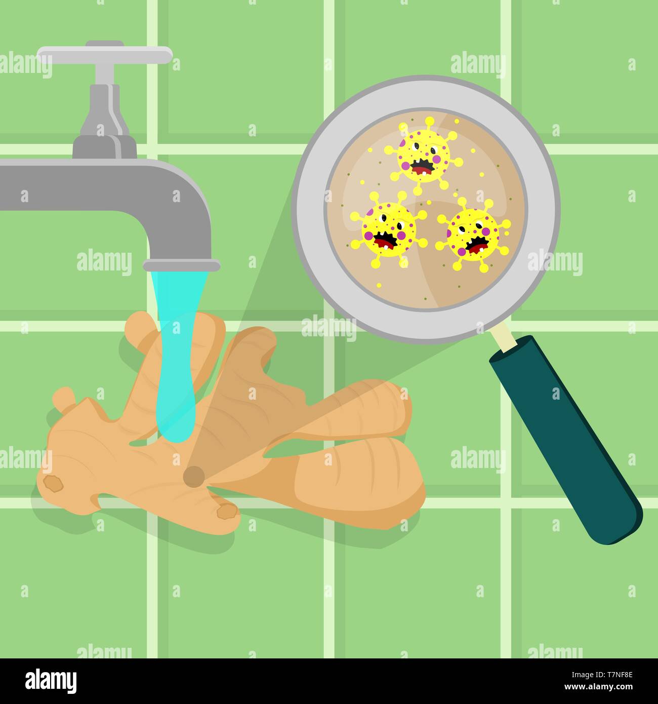 Lo zenzero contaminati con il cartoon microbi essendo pulito e lavato in una cucina. Microrganismi, virus e batteri nel vegetale ingrandita di un mag Illustrazione Vettoriale