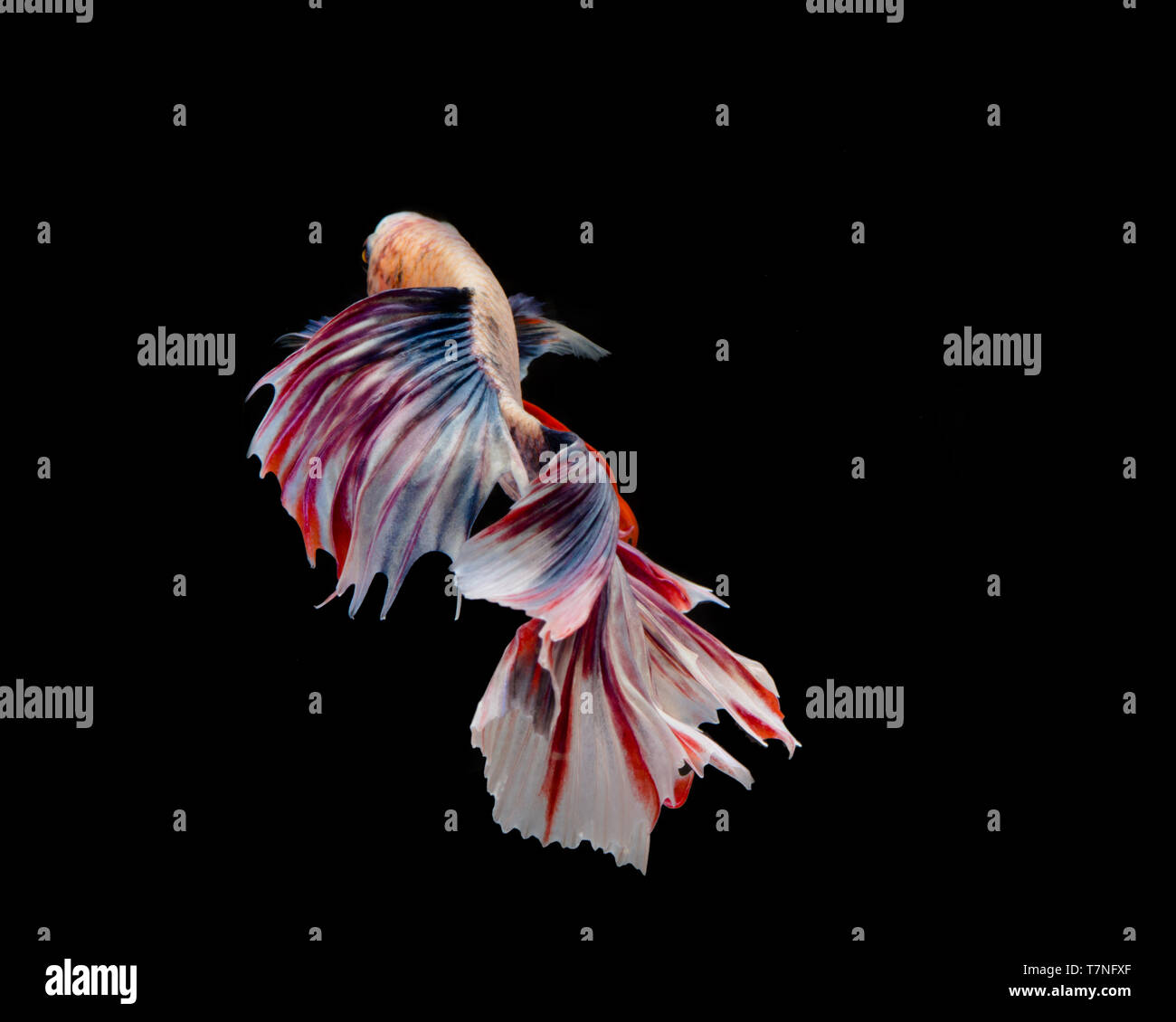 Multi-colore pesce betta, siamese lotta contro la pesca su sfondo nero Foto Stock