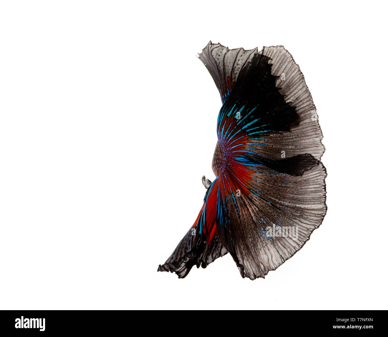 Multi-colore pesce betta, siamese lotta contro la pesca su sfondo bianco Foto Stock