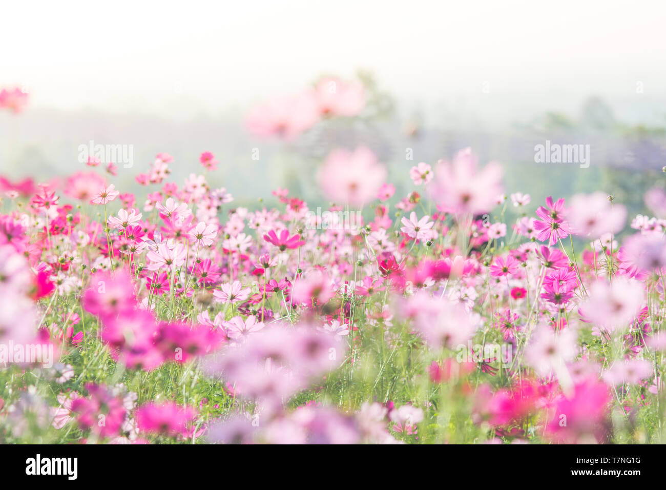 Cosmos fiori in natura, dolce, sfondo sfocato sfondo floreale, rosa chiaro e rosa intenso cosmo Foto Stock