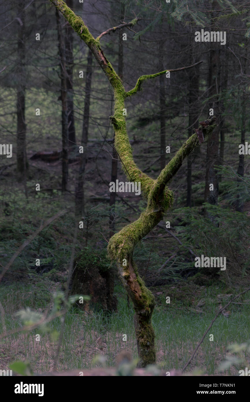 Albero morto ricoperta con fresco verde muschio in una oscura foresta misteriosa in Svizzera boema vicino jetrichovice nel chech repubblica Foto Stock