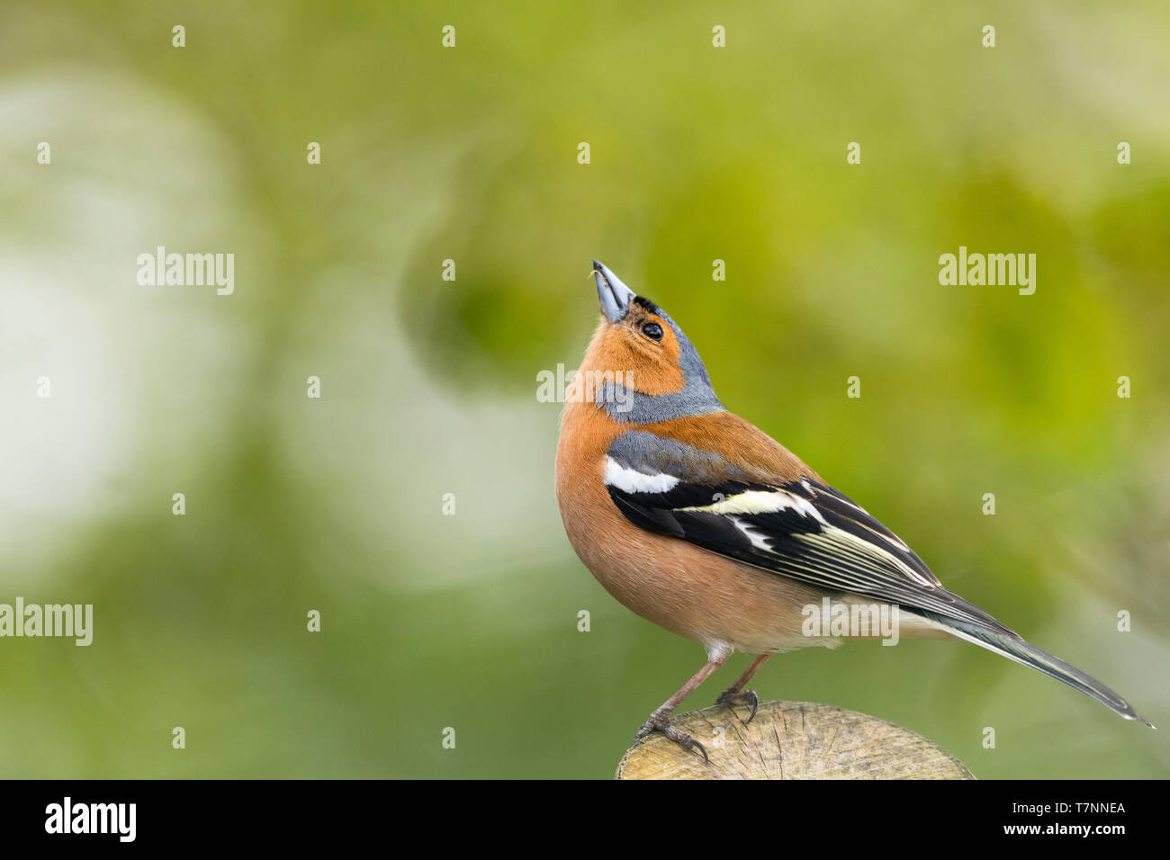 Fringuello maschio in Galles in primavera Foto Stock