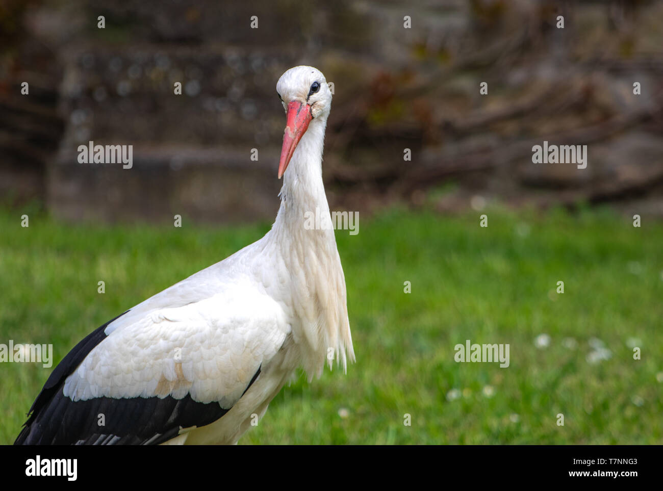 Cicogna bianca in cerca di cibo in Alsazia, Francia Foto Stock