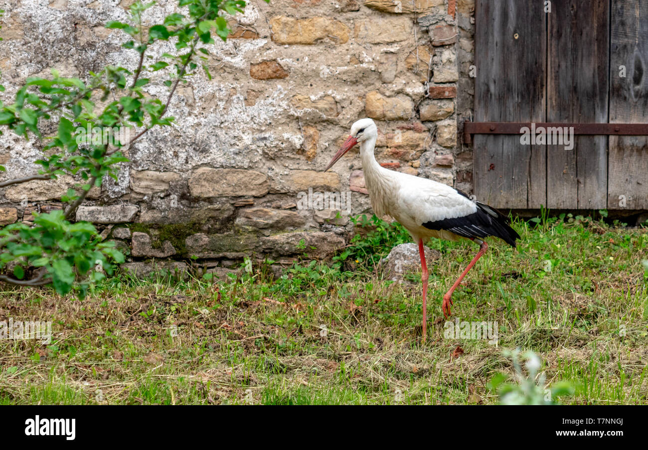 Cicogna bianca in cerca di cibo in Alsazia, Francia vicino al castello Foto Stock
