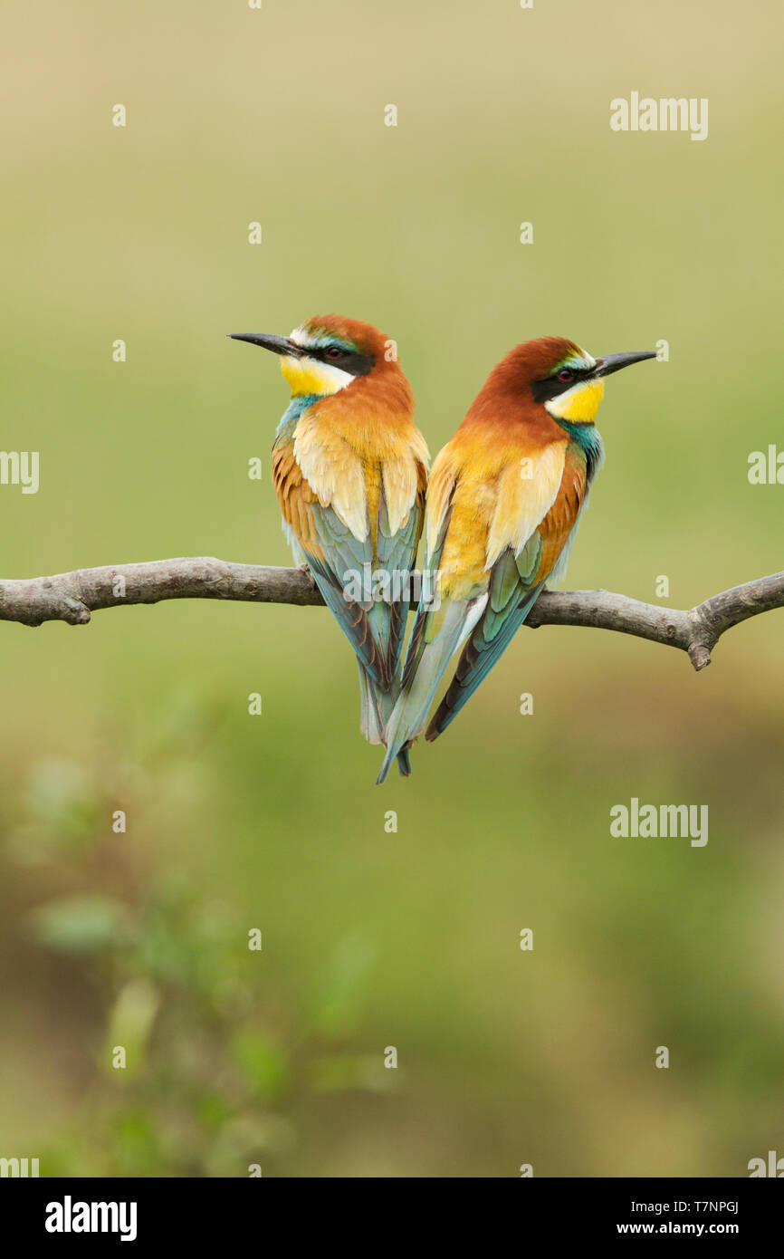 Unione i gruccioni, nome latino Merops apiaster, vista posteriore di una coppia di uccelli cercando in direzioni opposte Foto Stock
