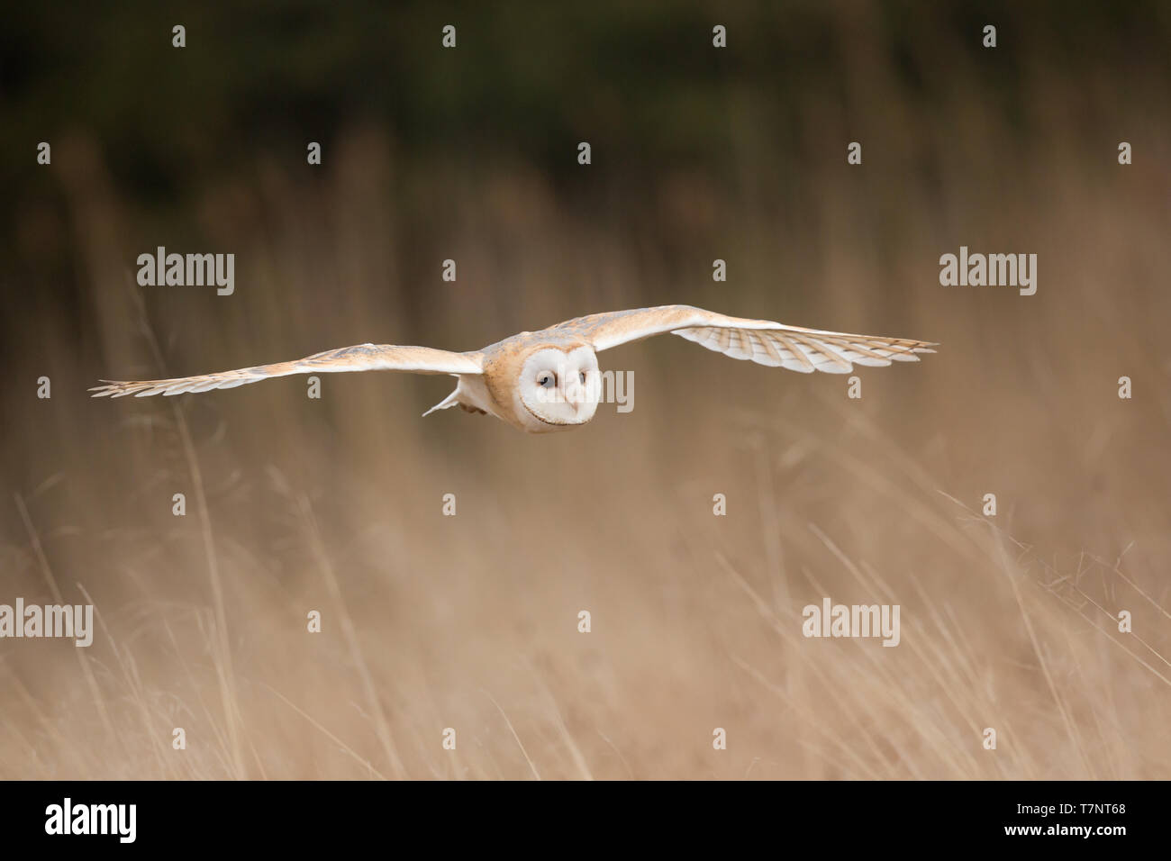Il barbagianni (Tyto alba) è il più diffuso specie di gufo e uno dei più diffusi di tutti i volatili. Foto Stock