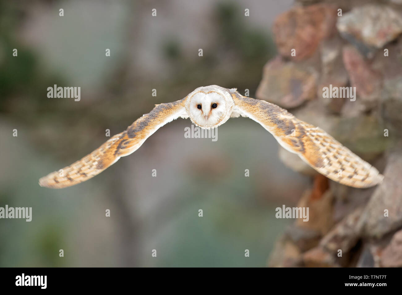 Il barbagianni (Tyto alba) è il più diffuso specie di gufo e uno dei più diffusi di tutti i volatili. Foto Stock
