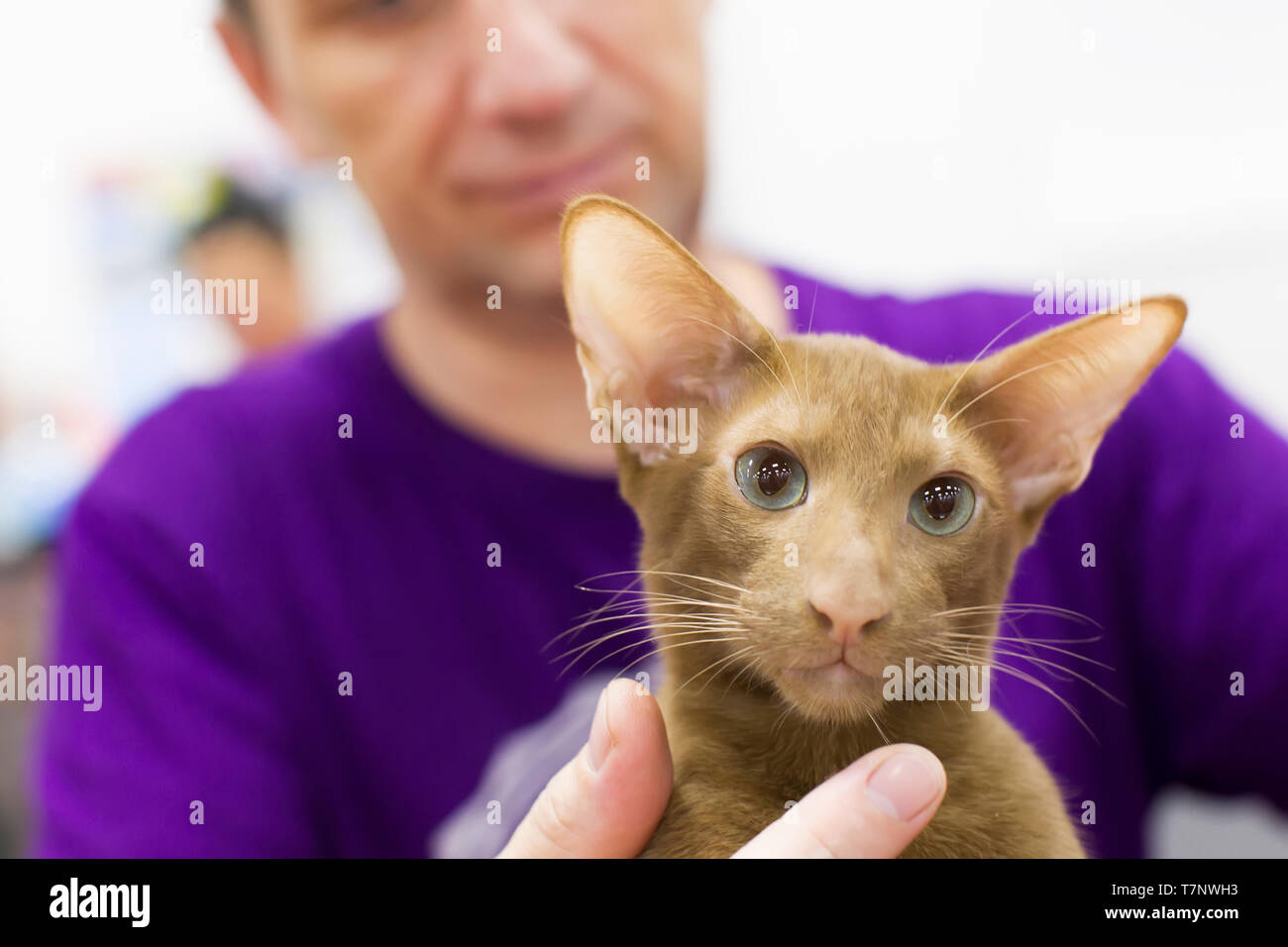Russia, Mosca, 29 luglio 2018. International Cat Show.bel gatto con un muso allungato di una razza rara Foto Stock