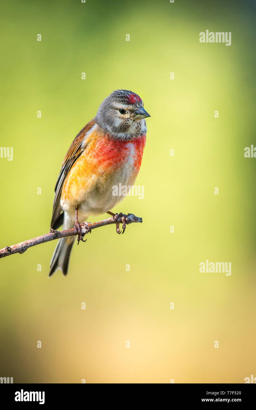Linaria cannabina linnet comune Foto Stock