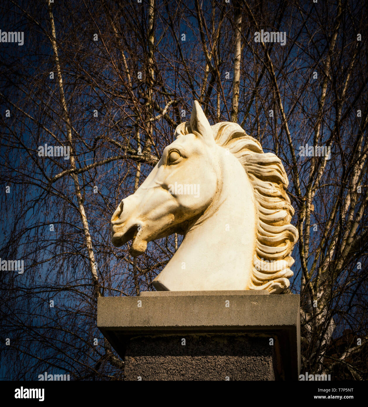 Statua, testa di cavallo, decorazione Foto Stock