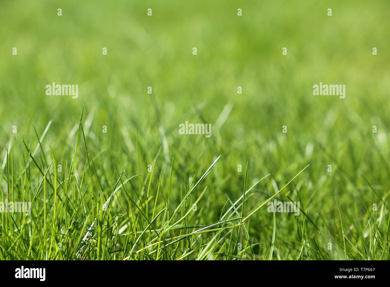 Fresco di erba verde in presenza di luce solare, fuoco selettivo. Molla luminoso sullo sfondo della natura, prato assolato texture Foto Stock