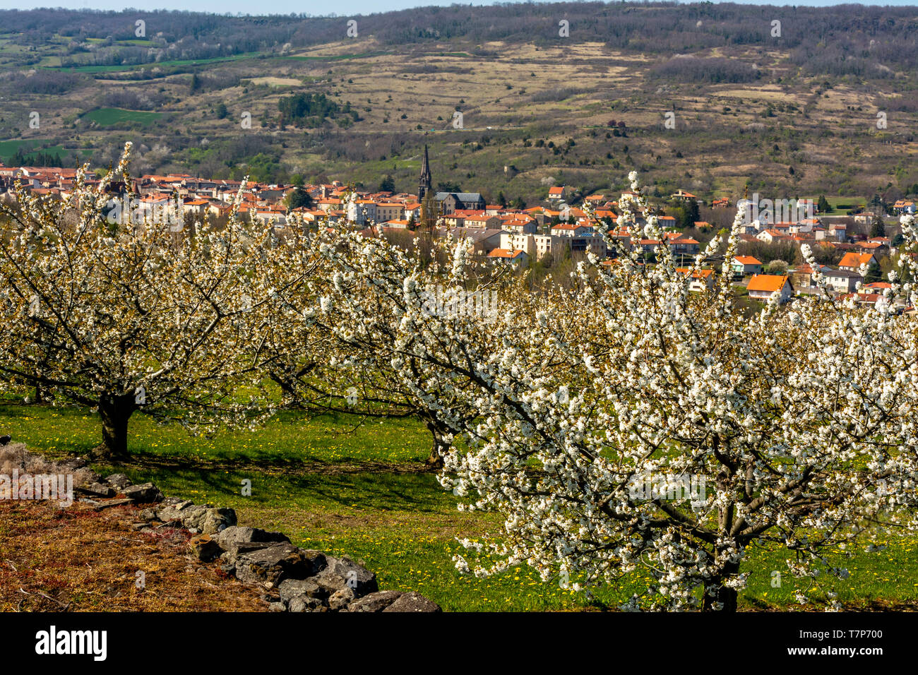 Alberi di mele (malus domestica) in un frutteto vicino Tallende, Limagne, Auvergne Francia, Europa Foto Stock